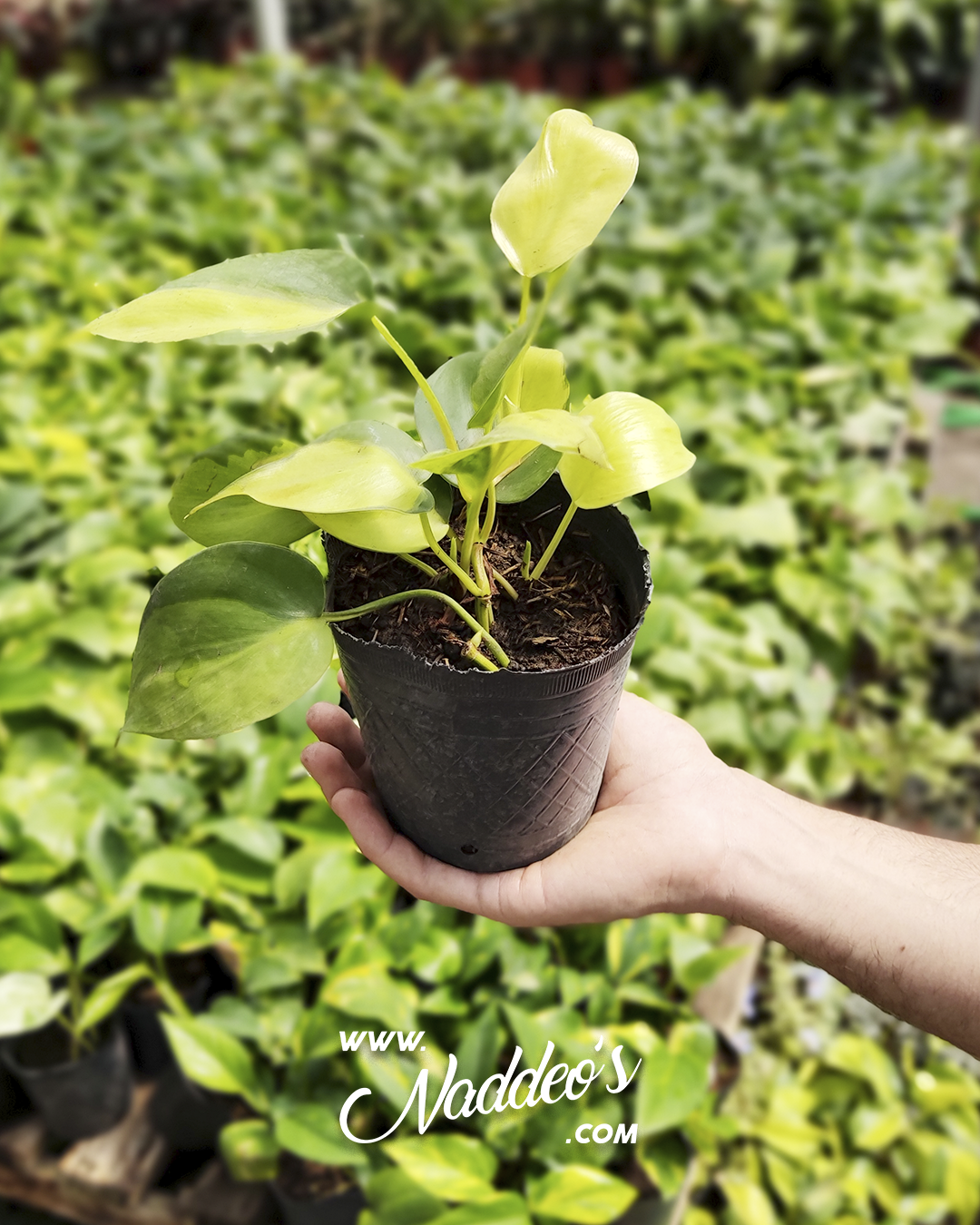 Cordatum brasilero m12 1 cordatum