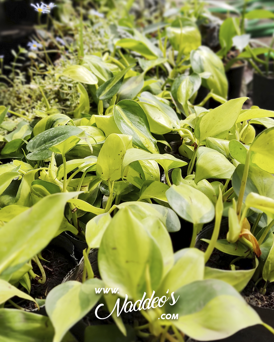 Cordatum brasilero m12 2 cordatum