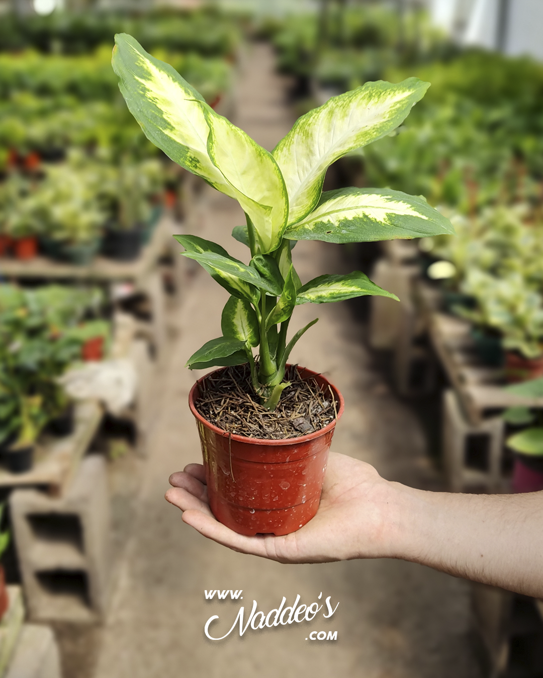 Dieffembachia m12 1 dieffembachia