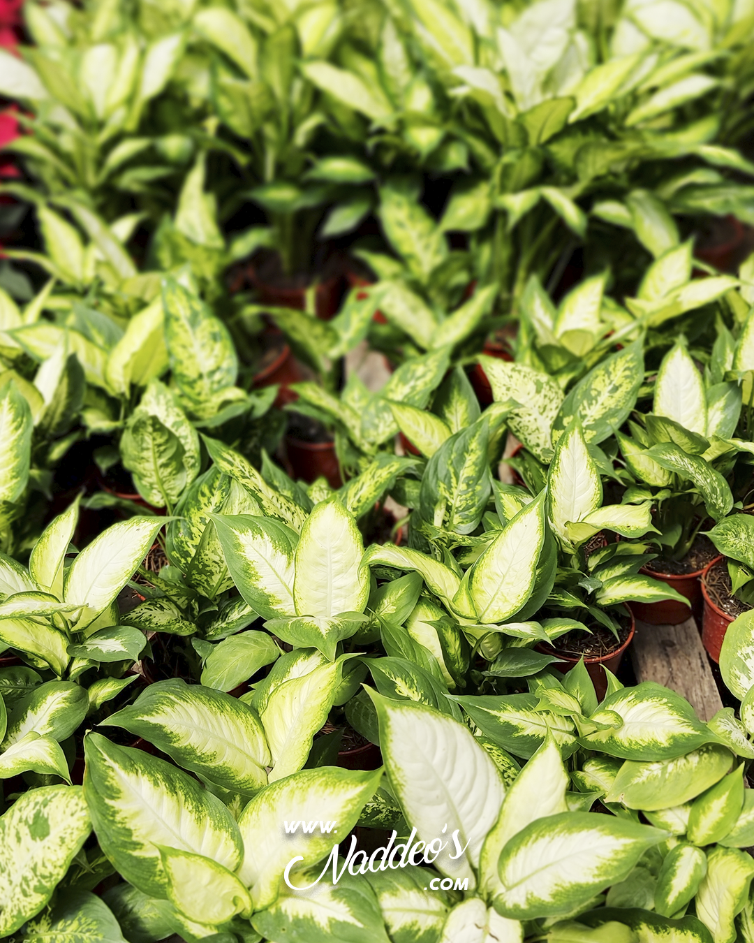 Dieffembachia m12 3 dieffembachia