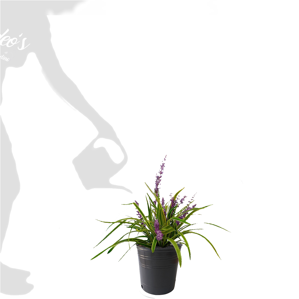 Liriope M