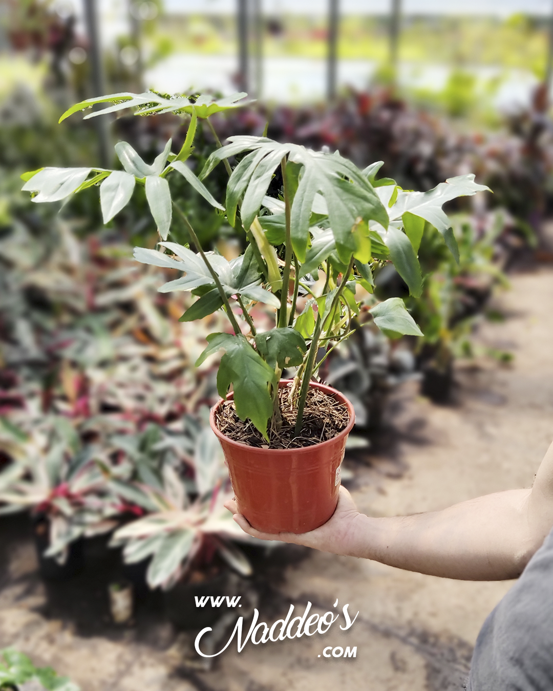 Philo Elegans m17 1 philodendron elegans