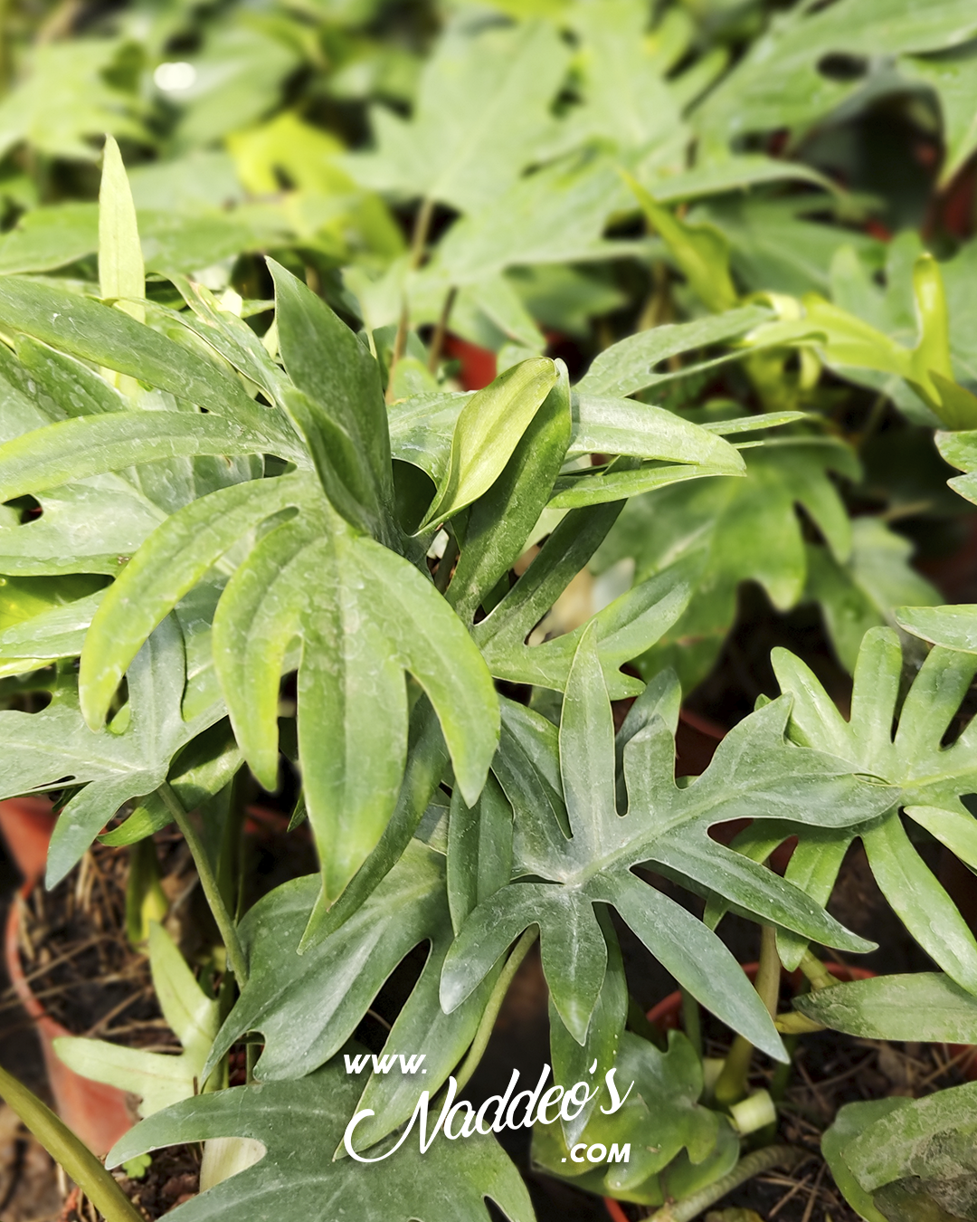 Philo Elegans m17 2 philodendron elegans