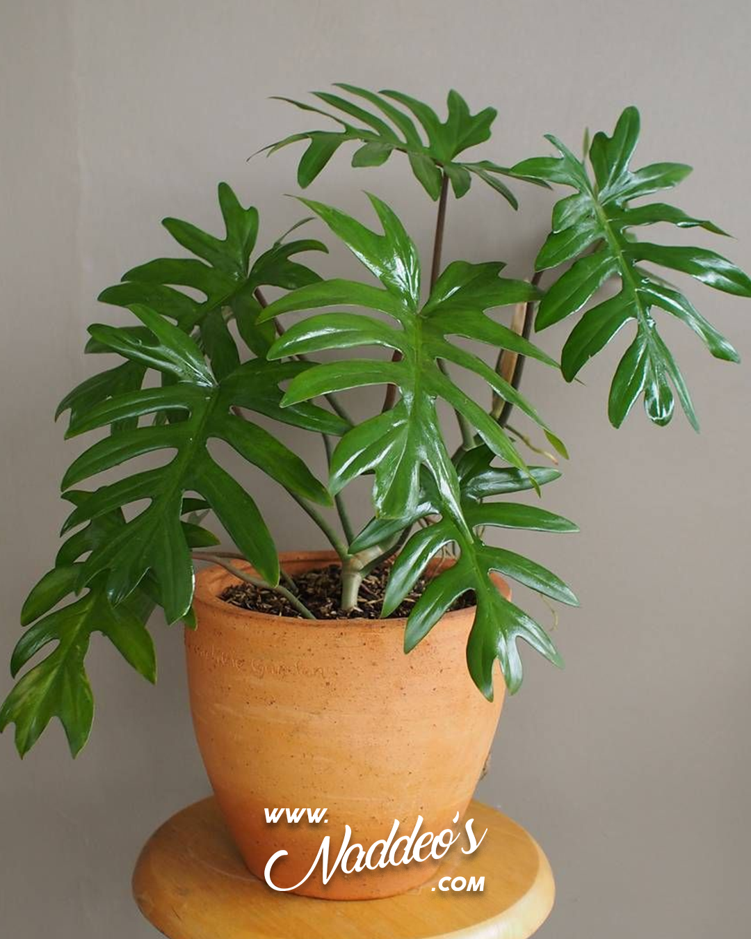 Philo Elegans m17 3 philodendron elegans