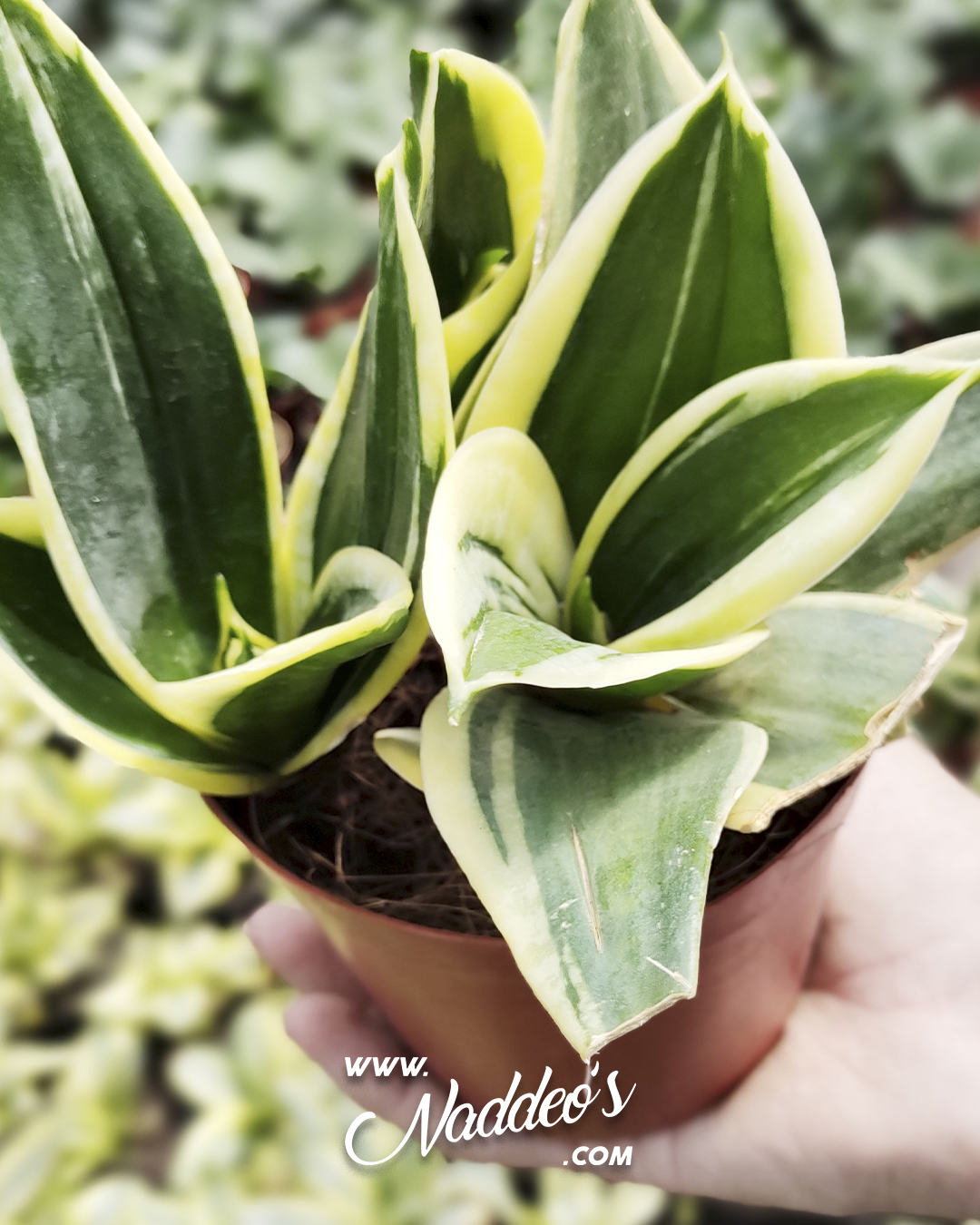 Sansevieria nana amarilla 2 sansevieria enana