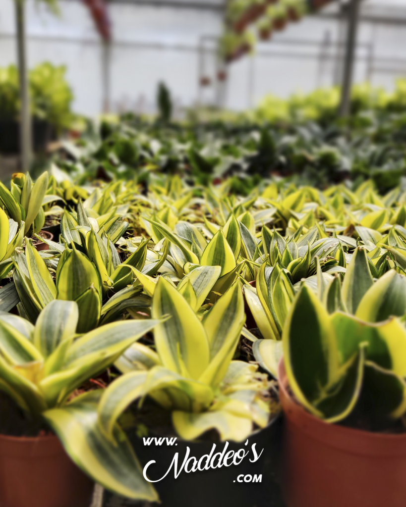 Sansevieria Enana Amarilla Naddeos Online Envío Gratis!