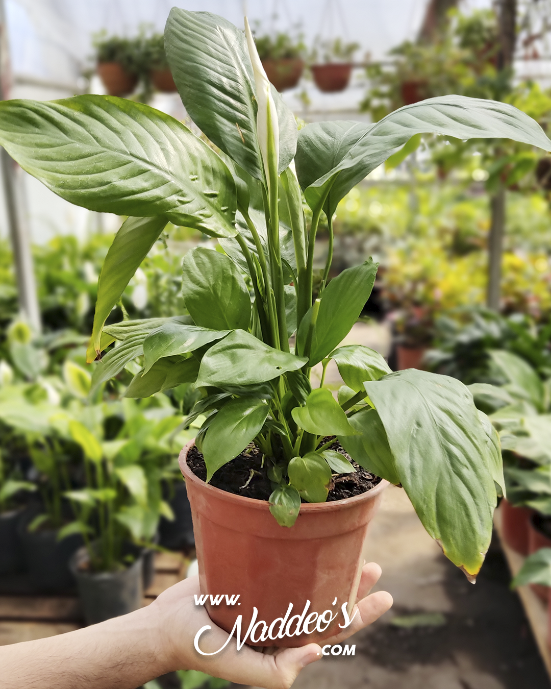 spathiphyllum
