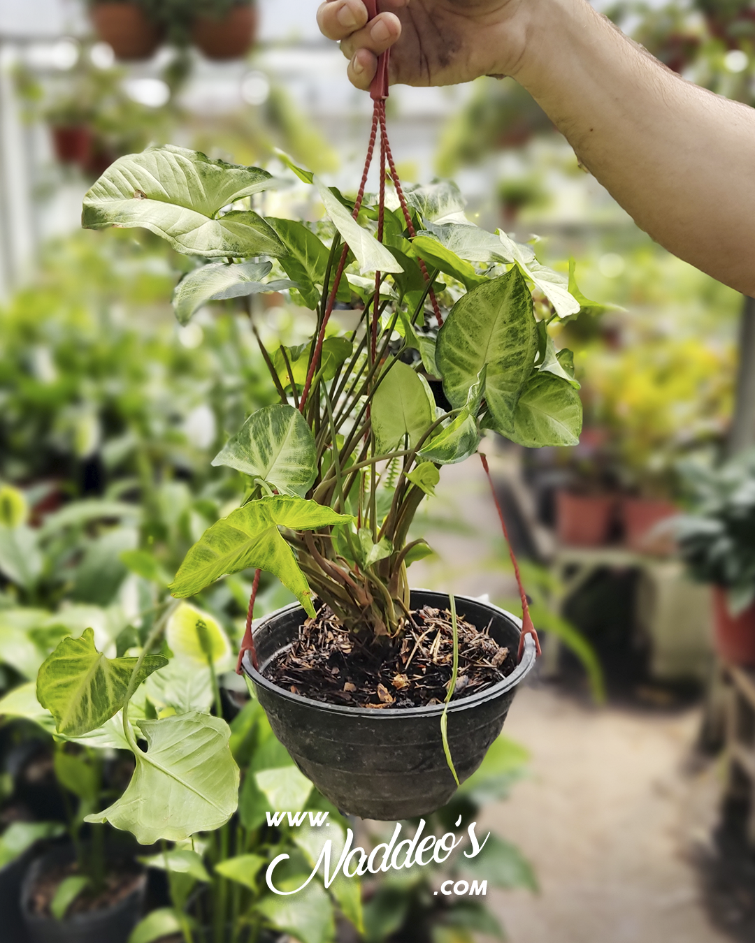 Syngonium b18 - 1 syngonium