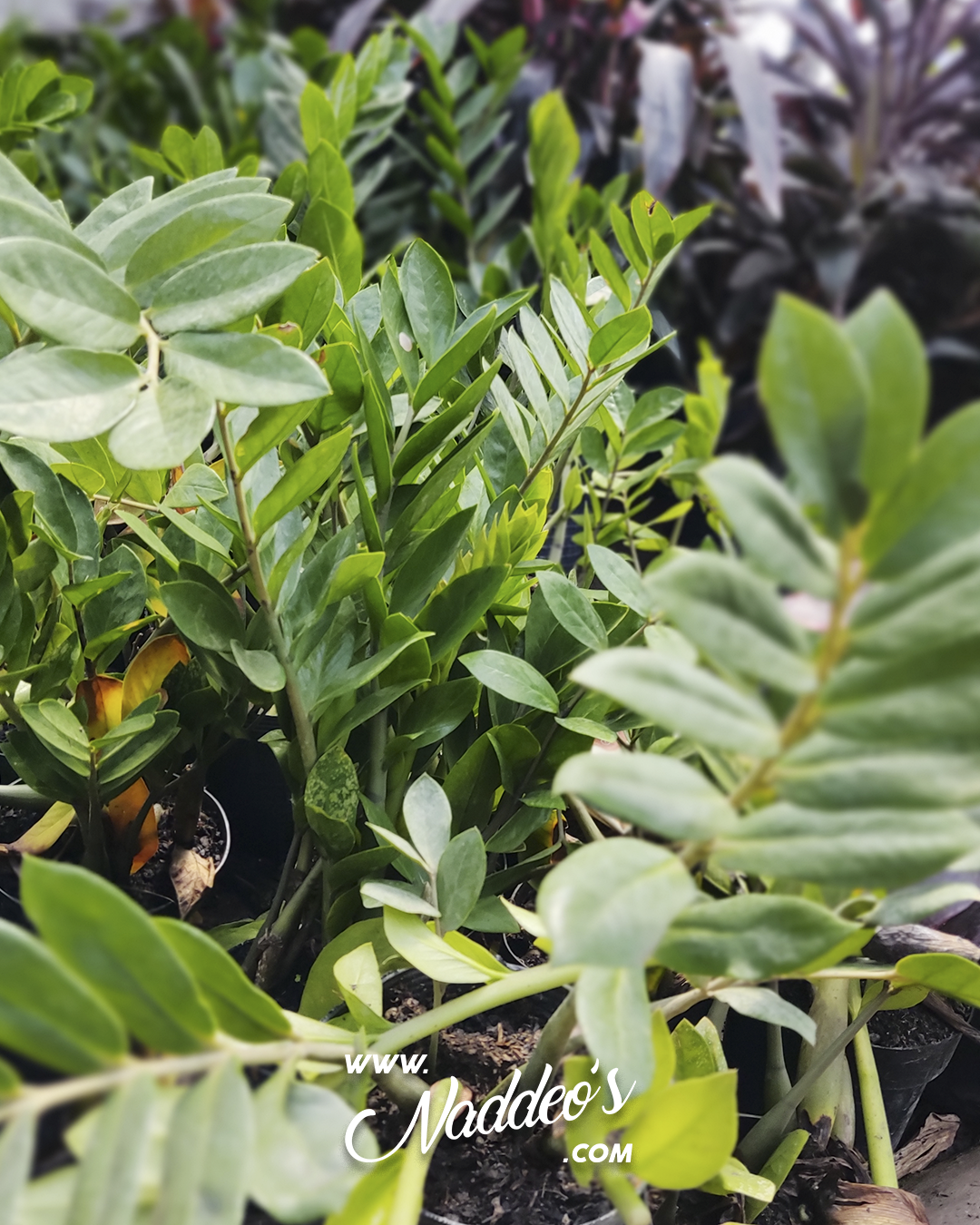 Zamioculca m18 - 2 zamioculca