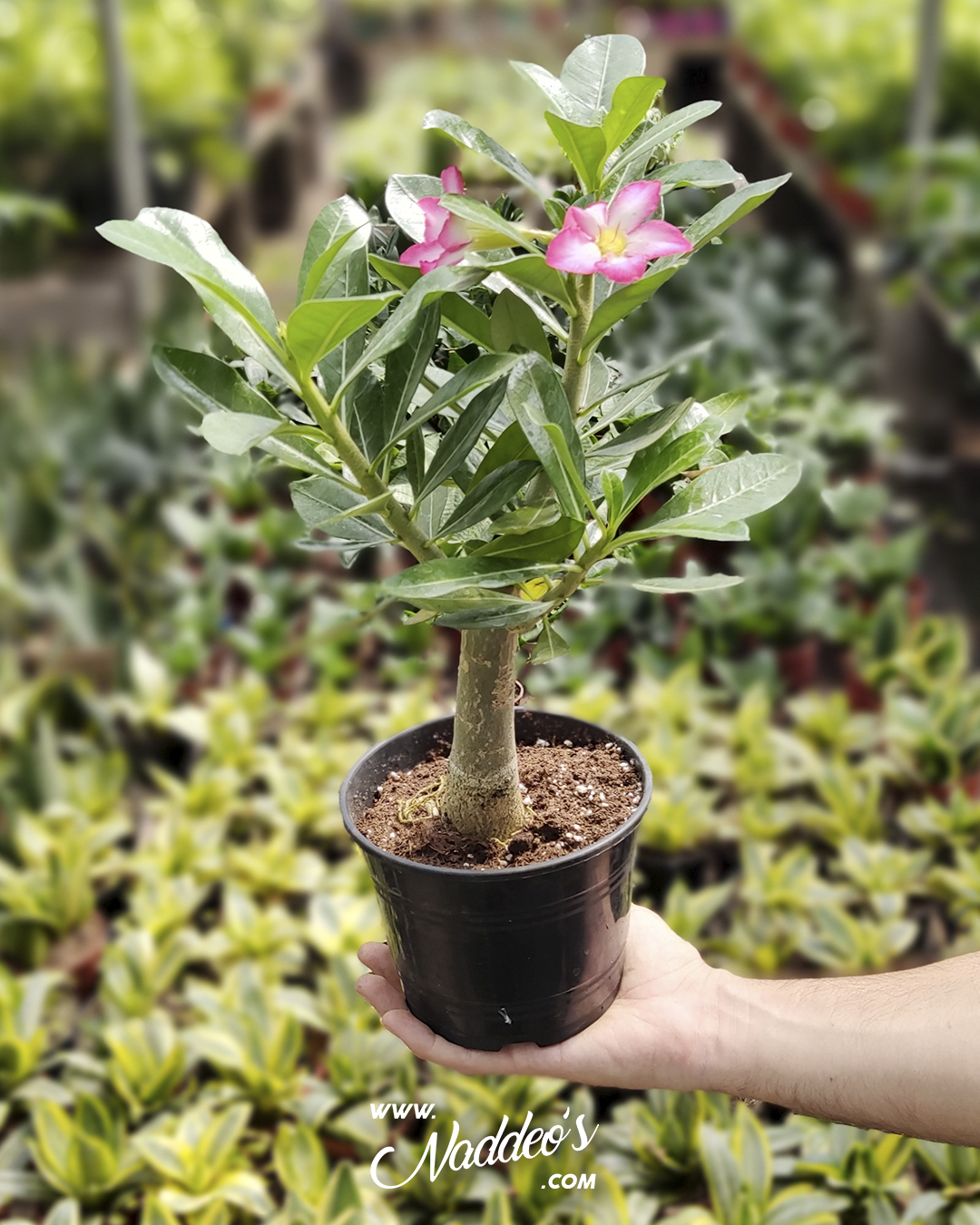 adenium