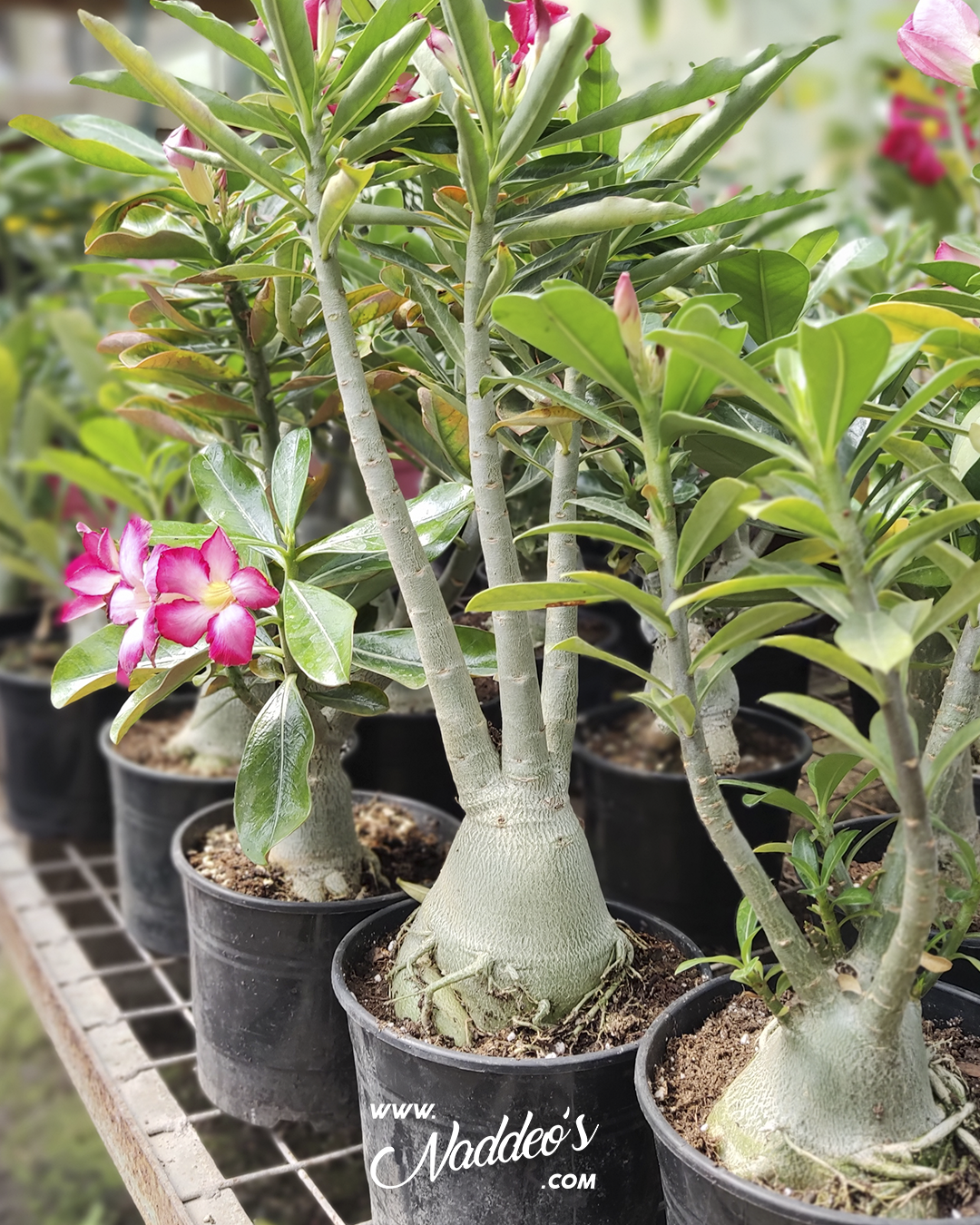 adenium
