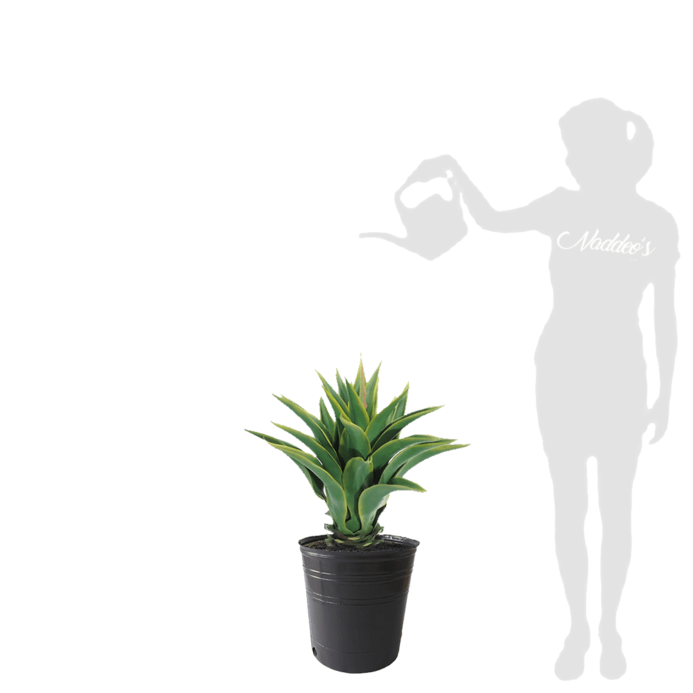 agave