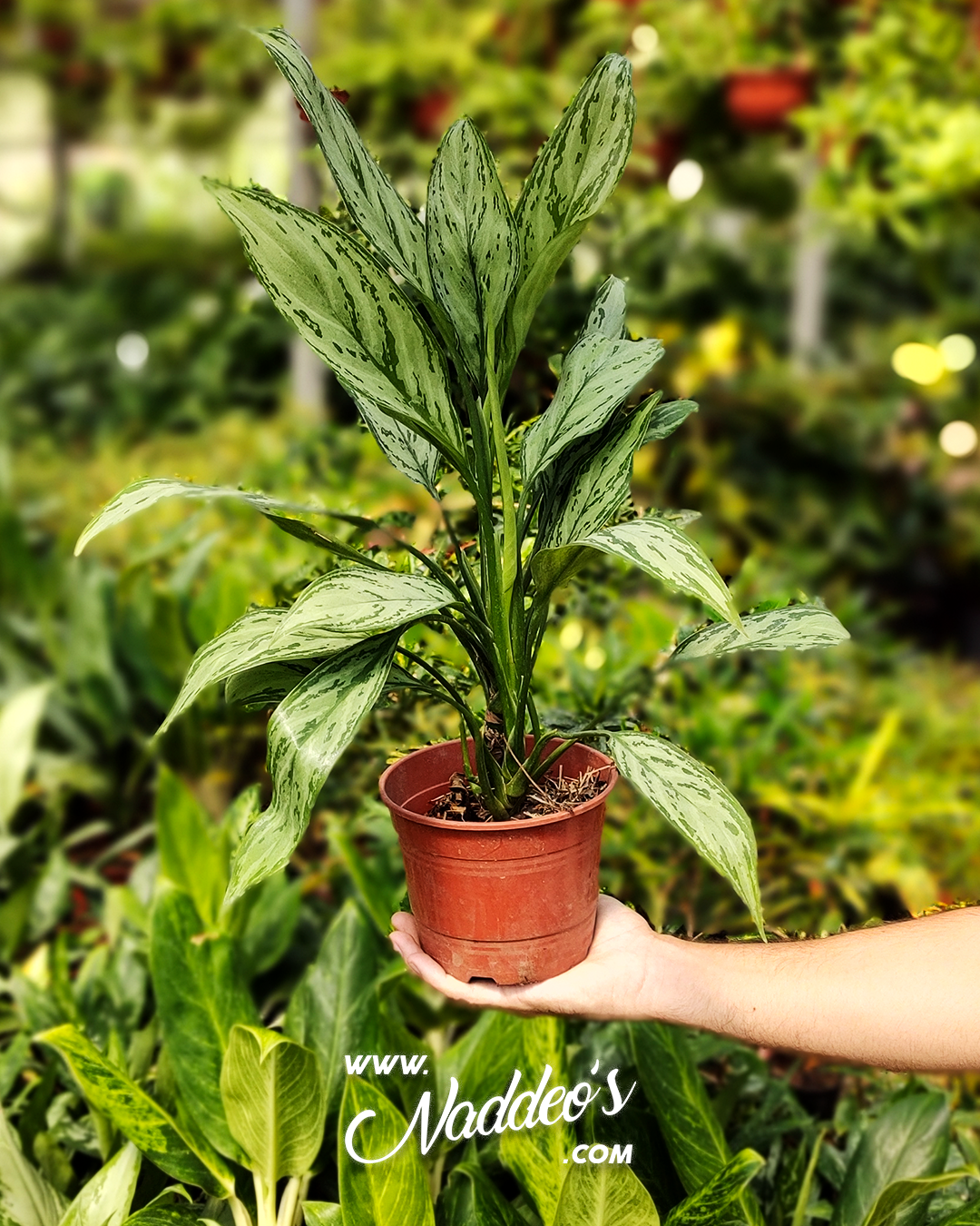 aglaonema2 aglaonema