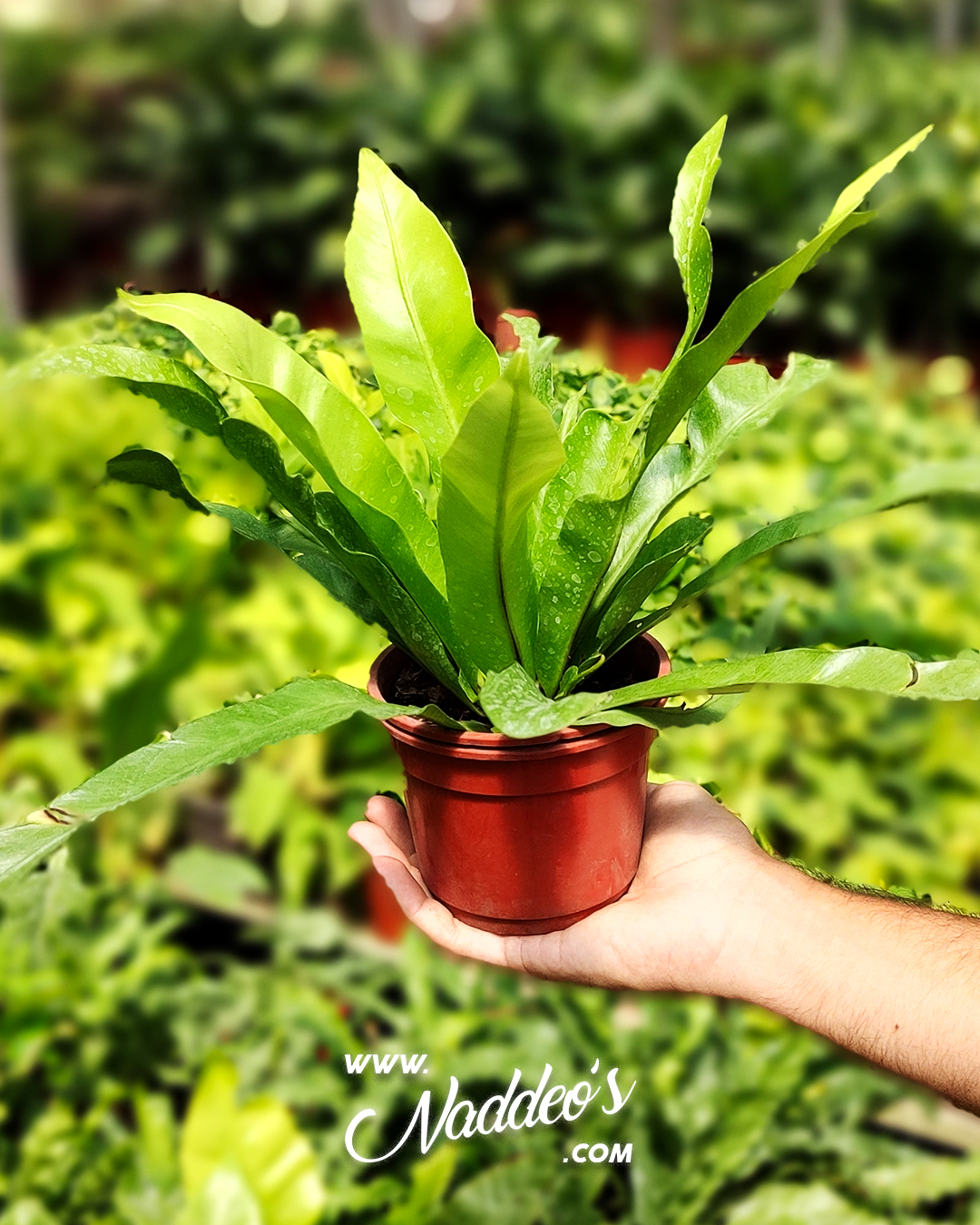 asplenium m12 1 asplenium