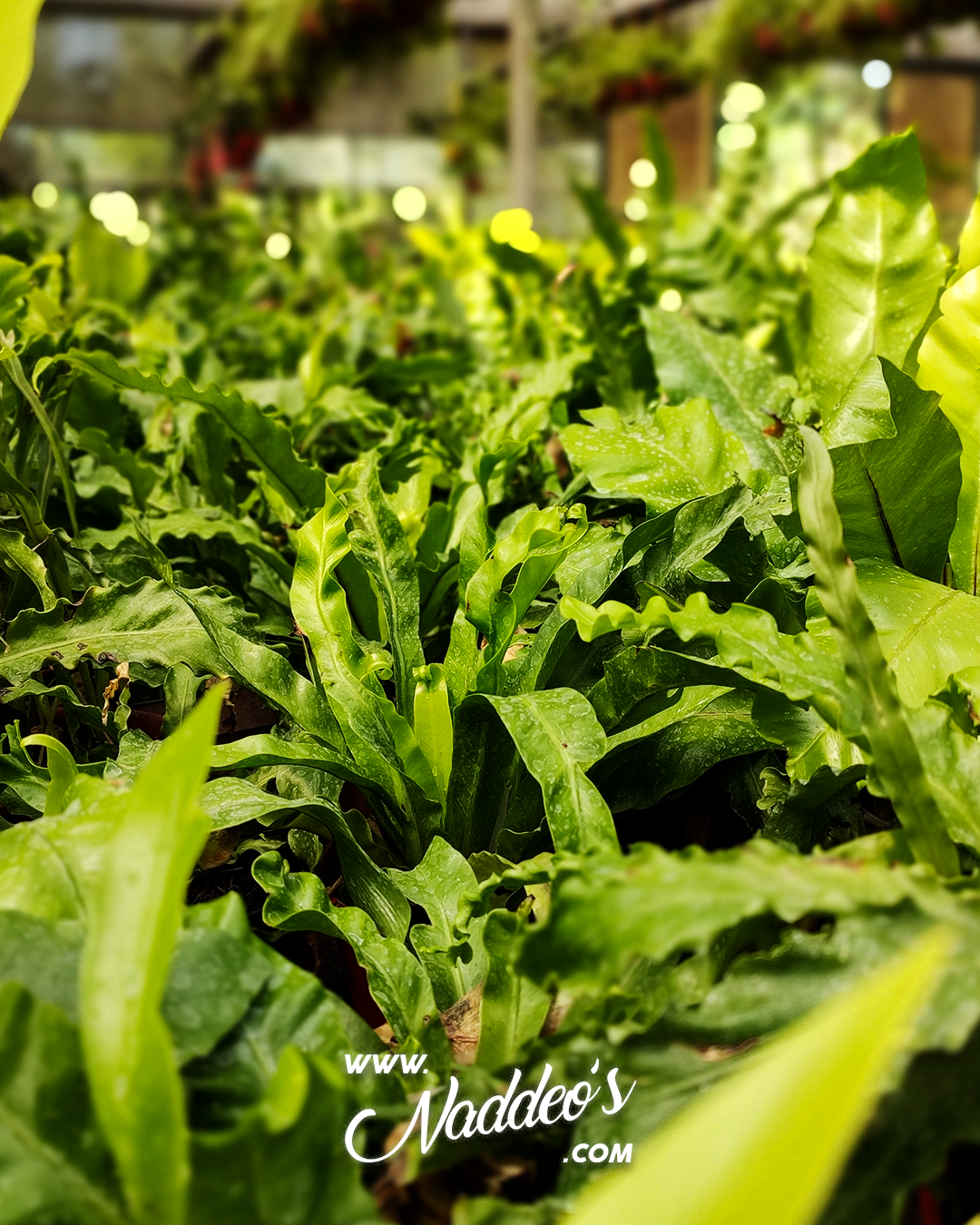 asplenium m12 2