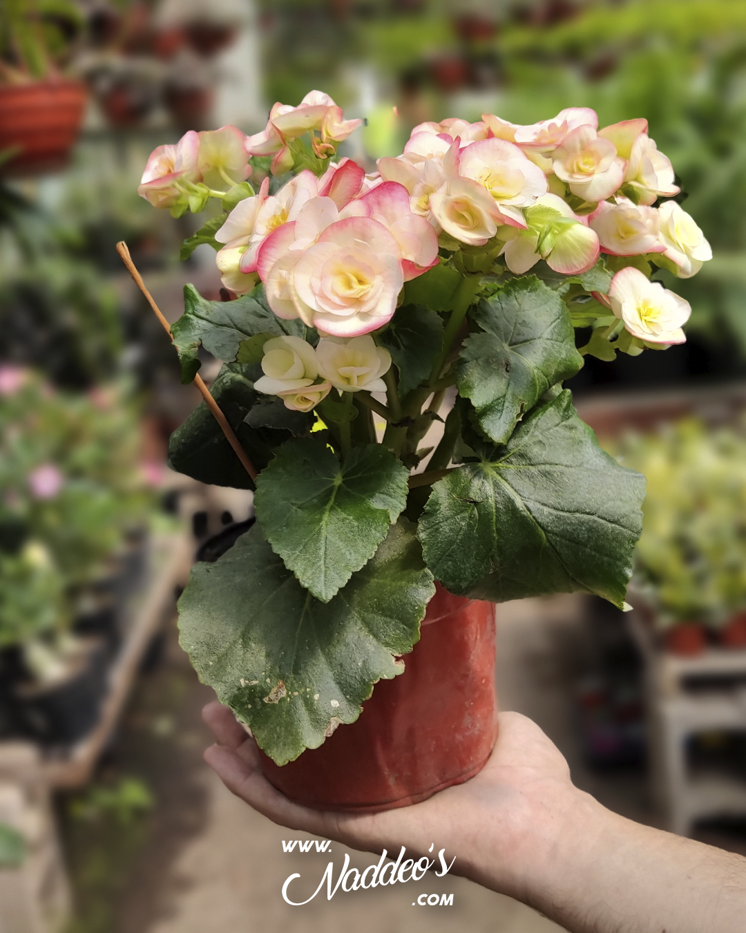 begonia 2 begonia de la paz