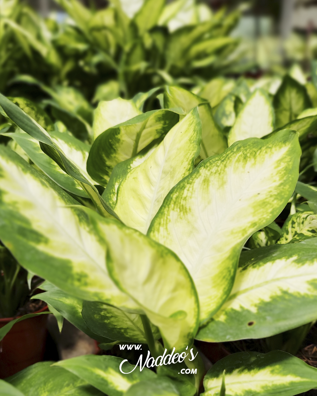 dieffembachia m12 2 dieffembachia