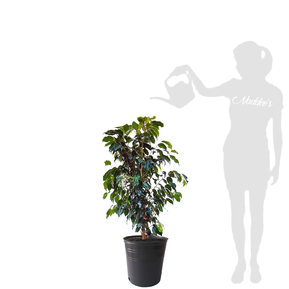 ficus arbolito L