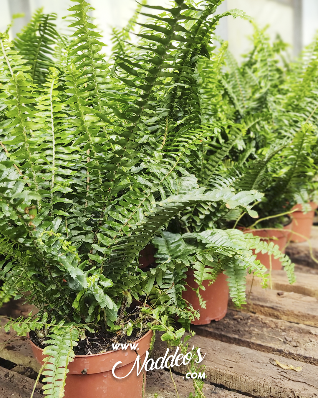 helecho chester m15 2 helecho