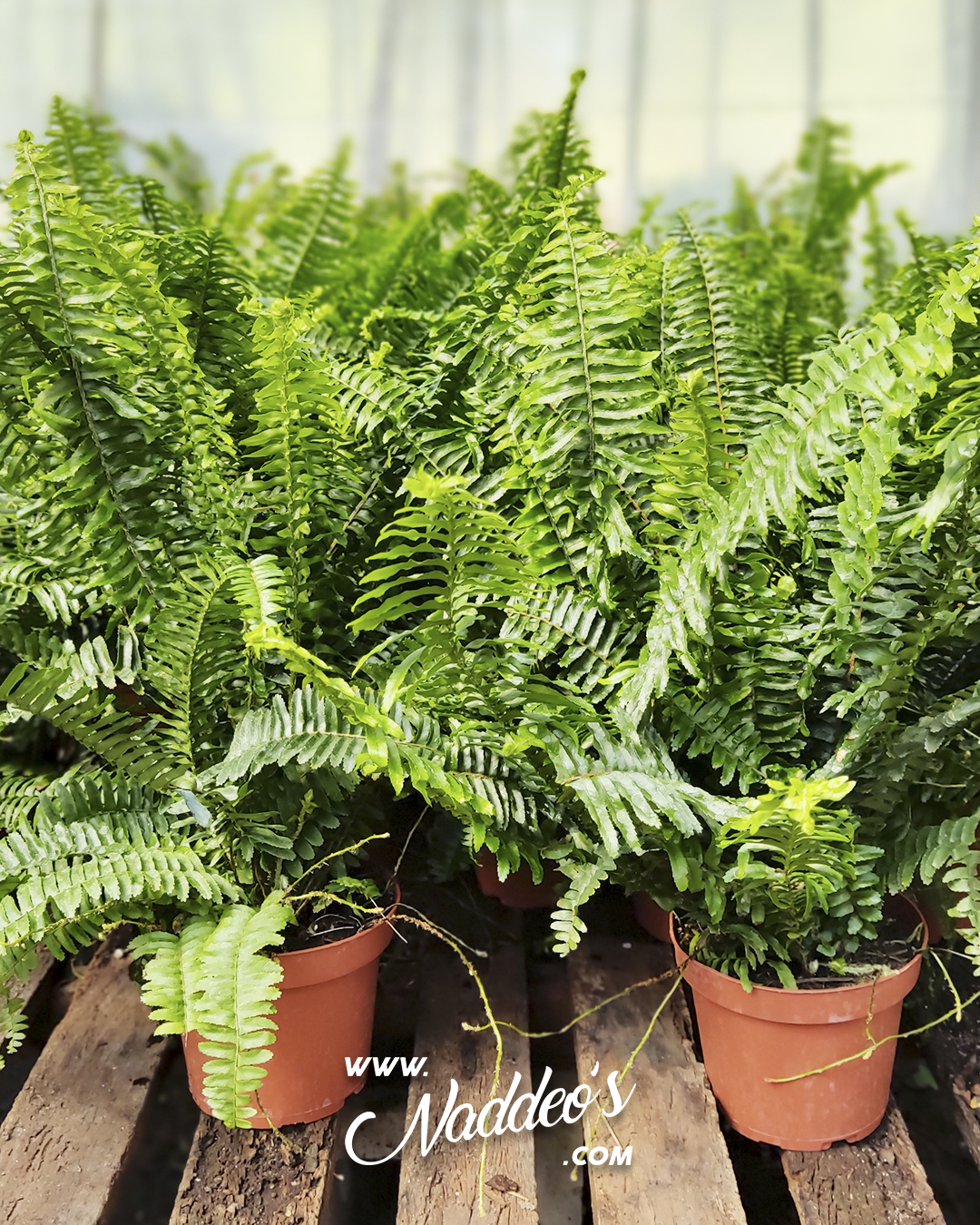 helecho chester m15 3 helecho