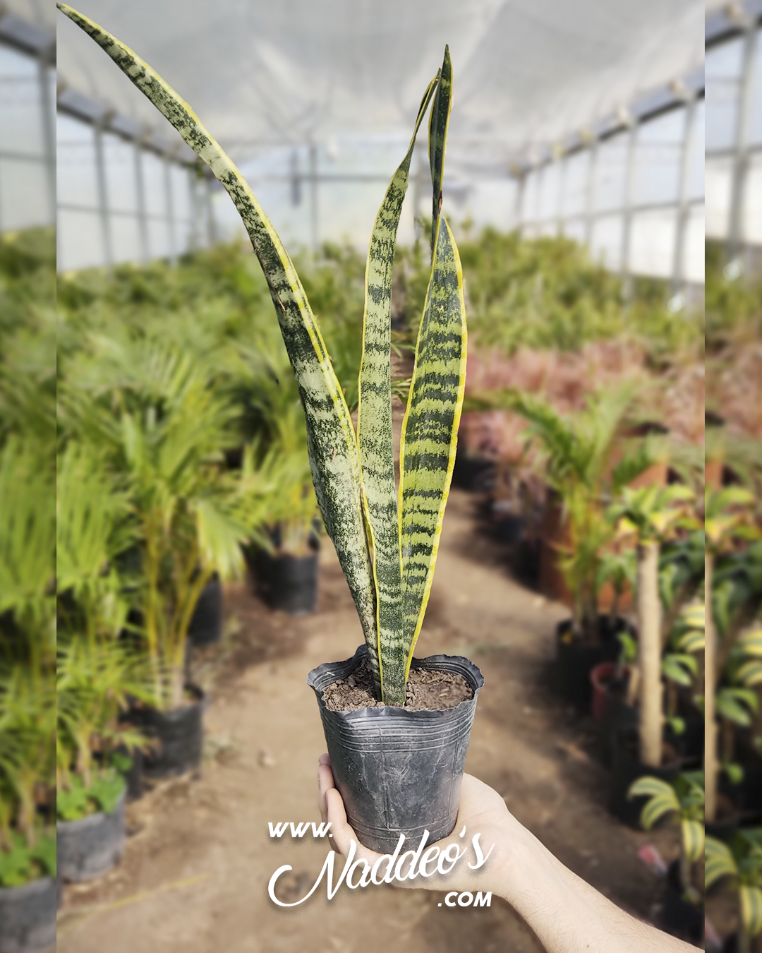 sansevieria