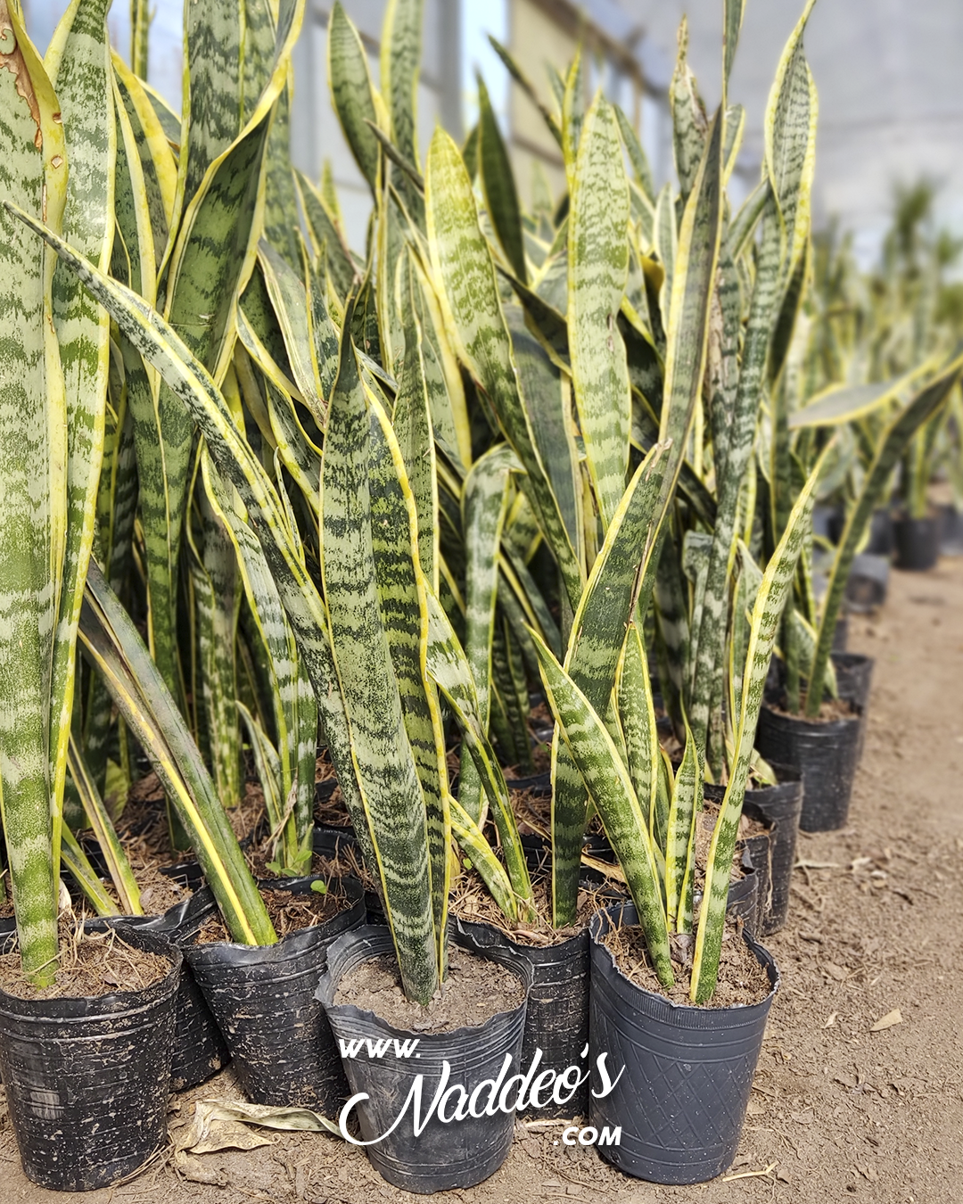 sansevieria