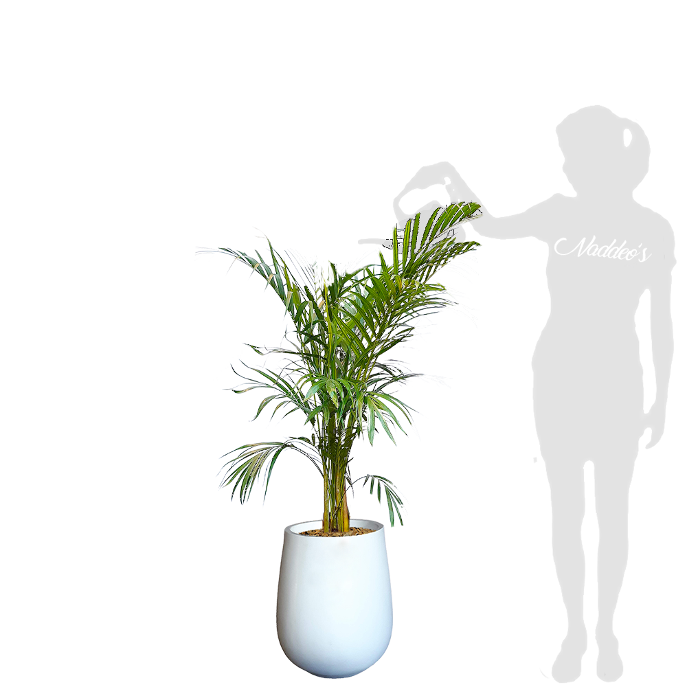 Areca L en jarron 35 blanco