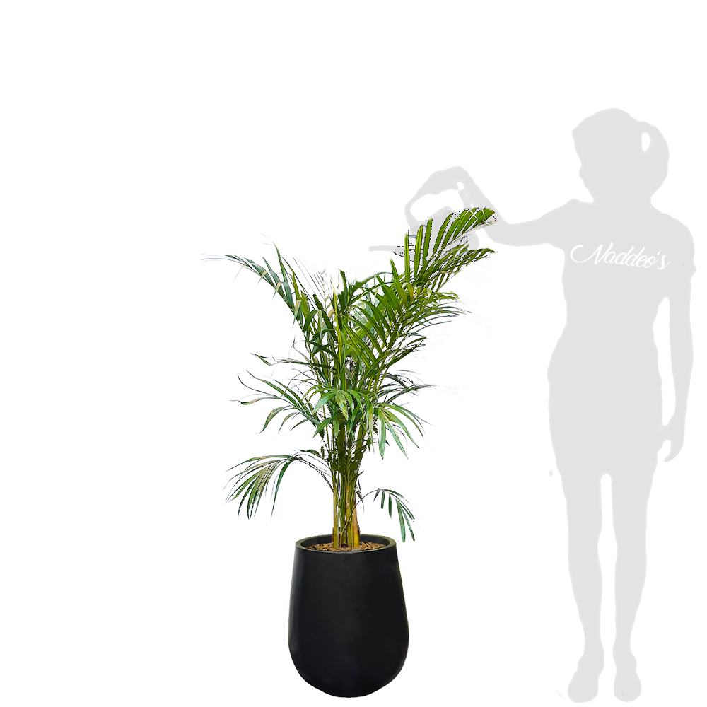 Areca L en jarron 35 negro