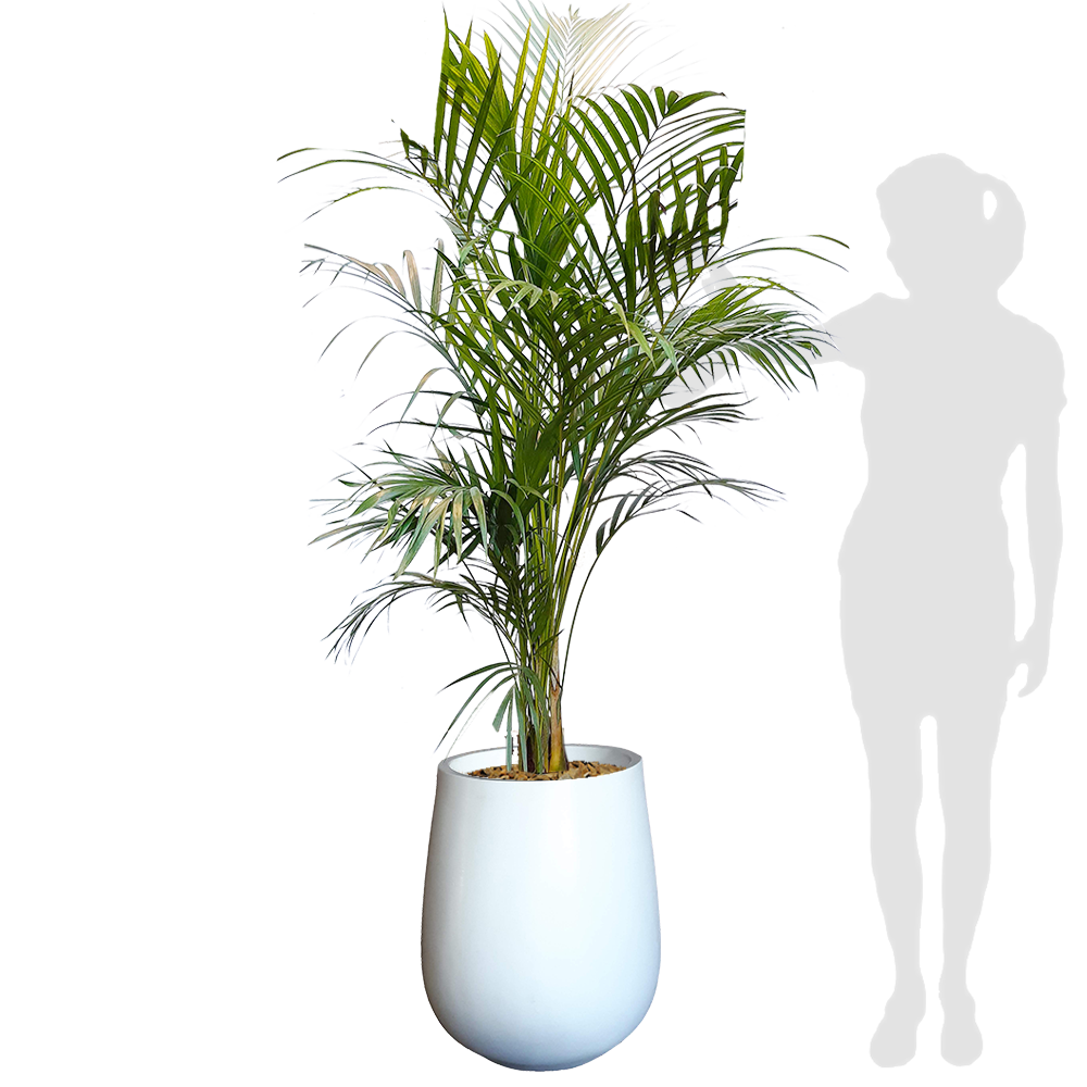 Areca XL y jarron liso blanco