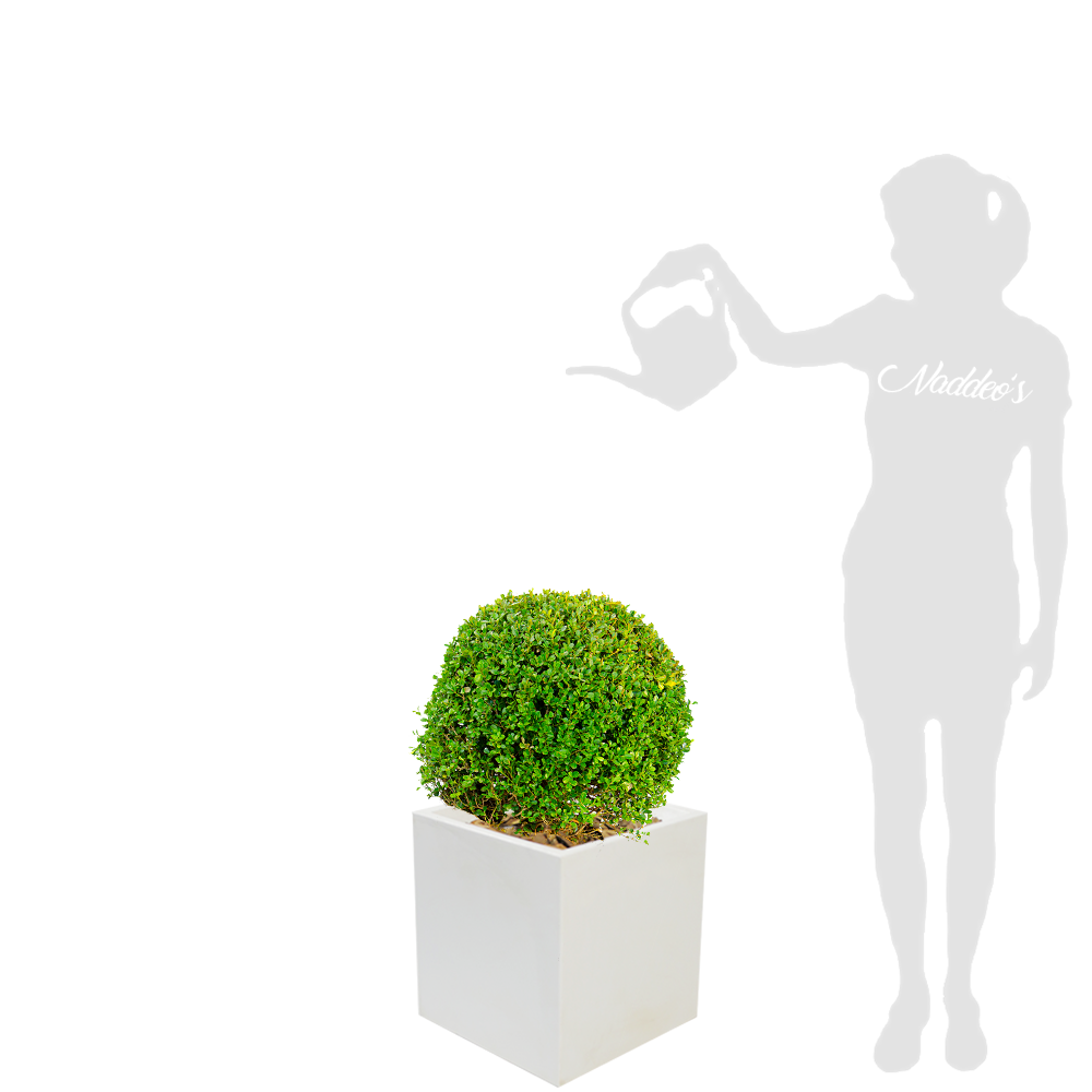 Buxus XL en cubo 40 blanca