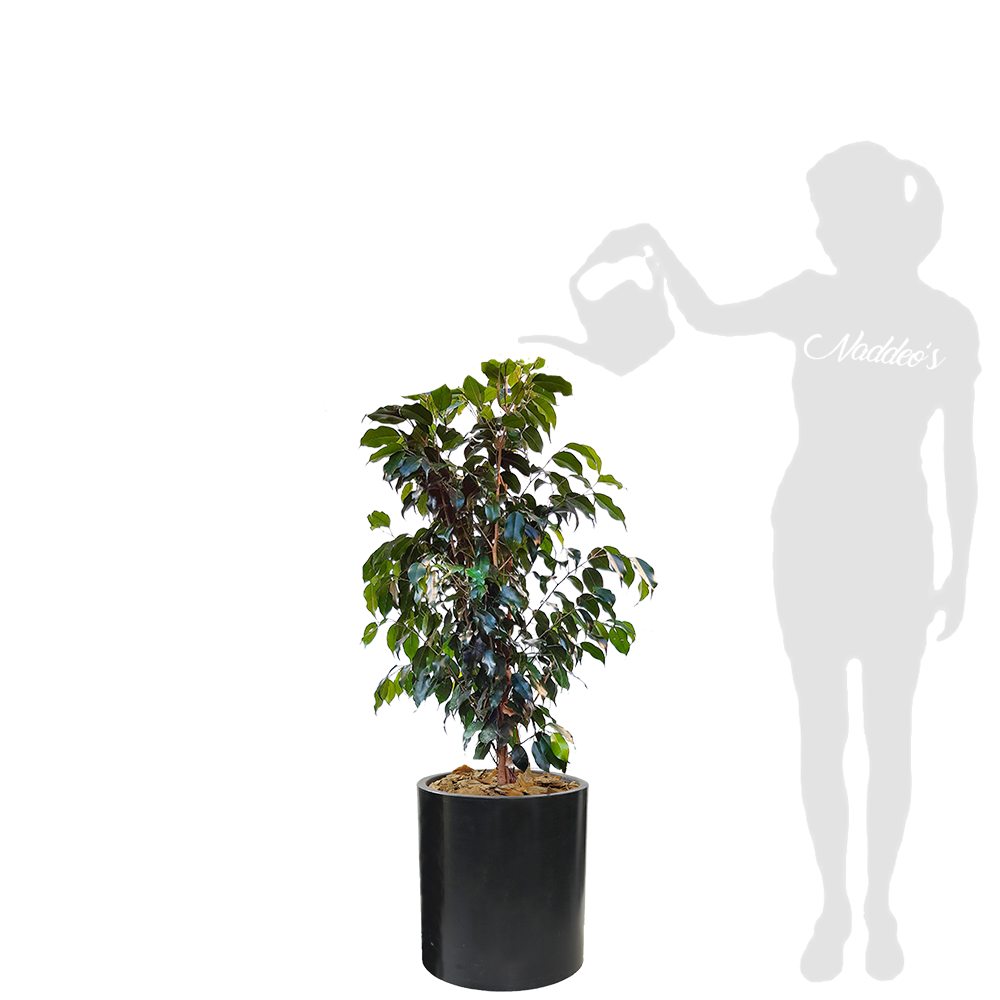 Ficus L en cilindro 30 negro