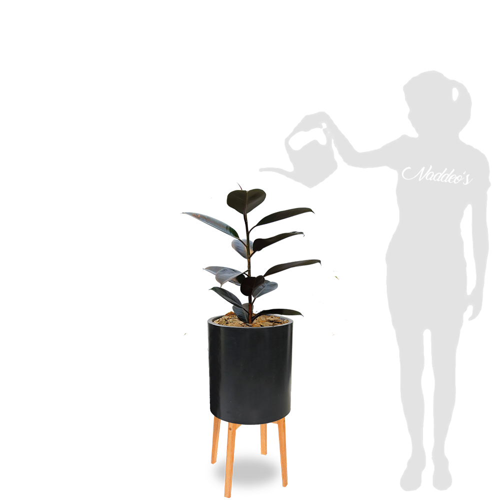 Gomero L en cilindro 30 negro + turquia