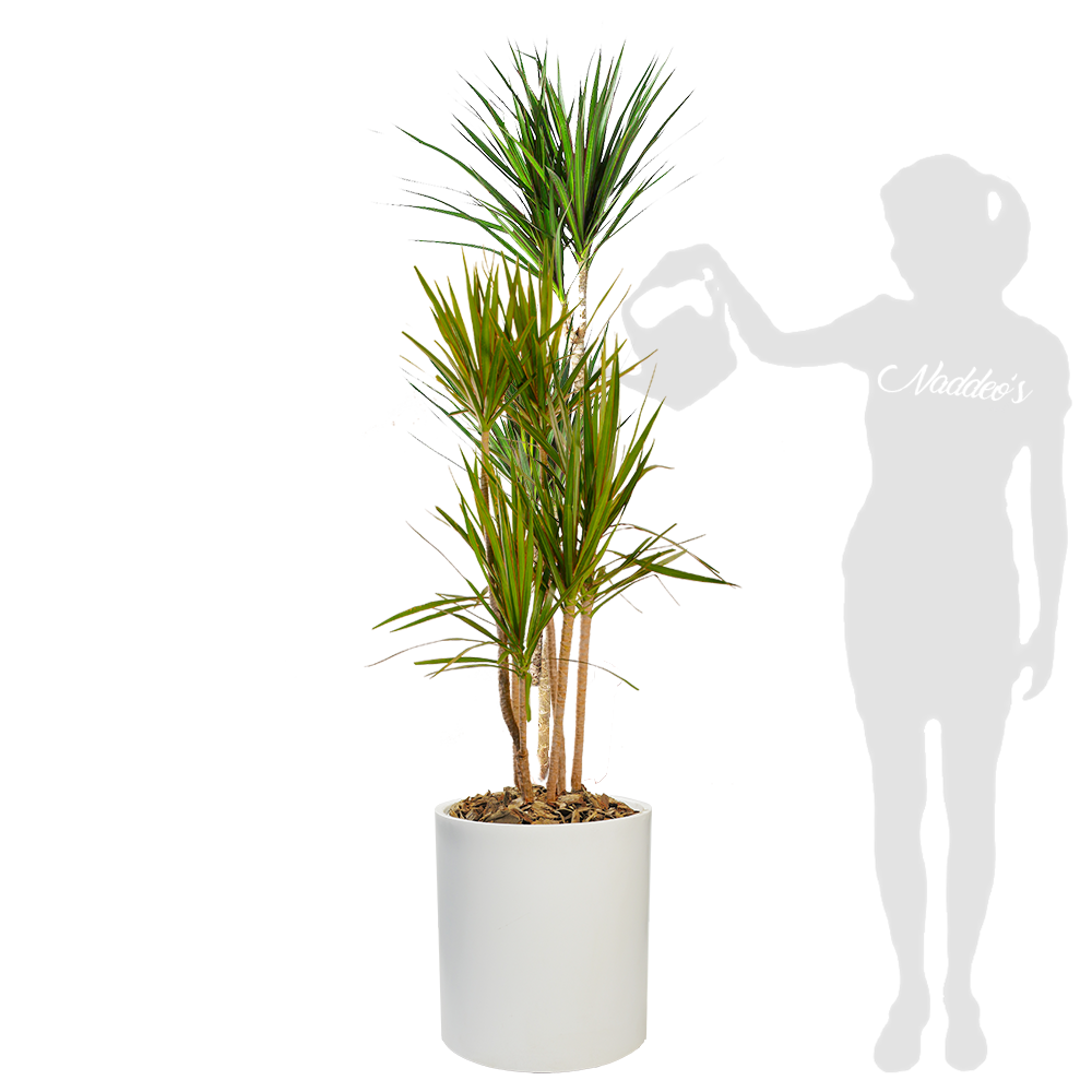 Marginata XL en cilindro 40 blanca