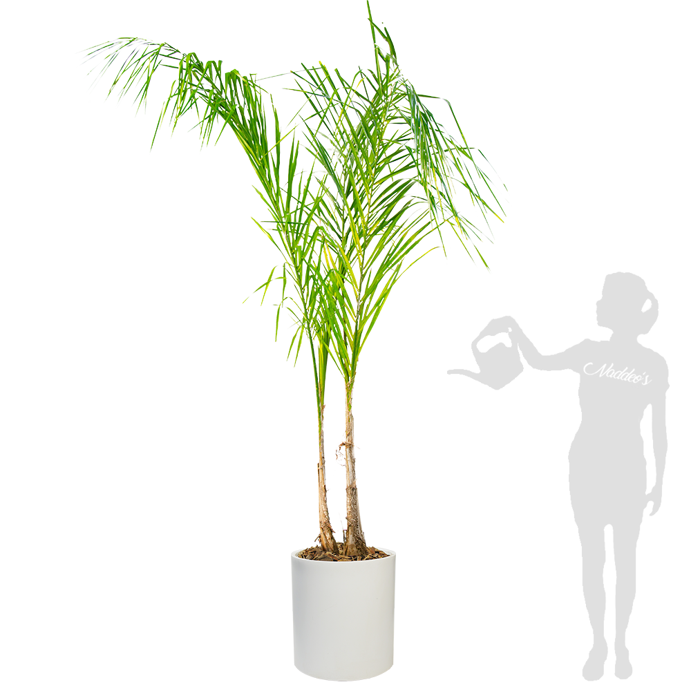 Pindo XXXL en cilindro 50 blanca