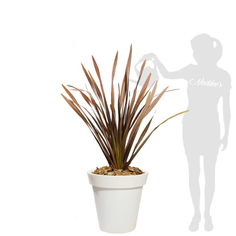 Rubra XL en española 45 blanca