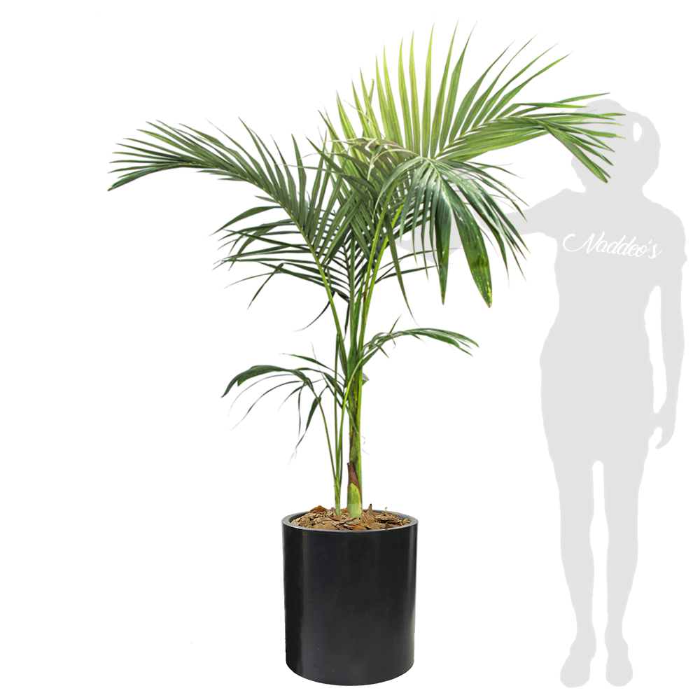 Seaphortia XL en cilindro 40 negro