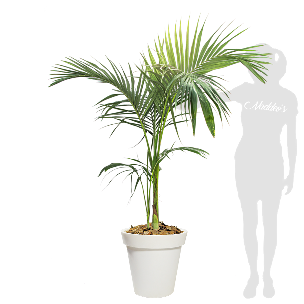 Seaphortia XL en española 35 blanco