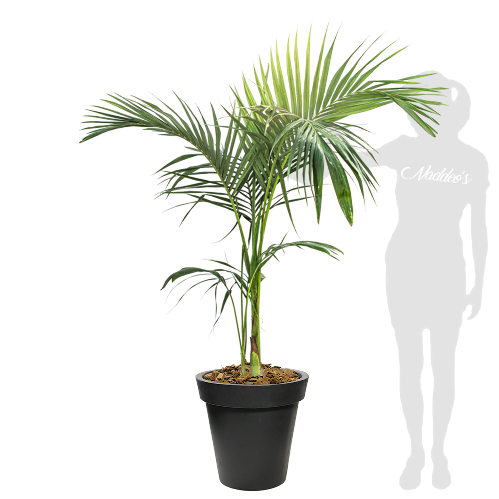 Seaphortia XL en española 35 negro