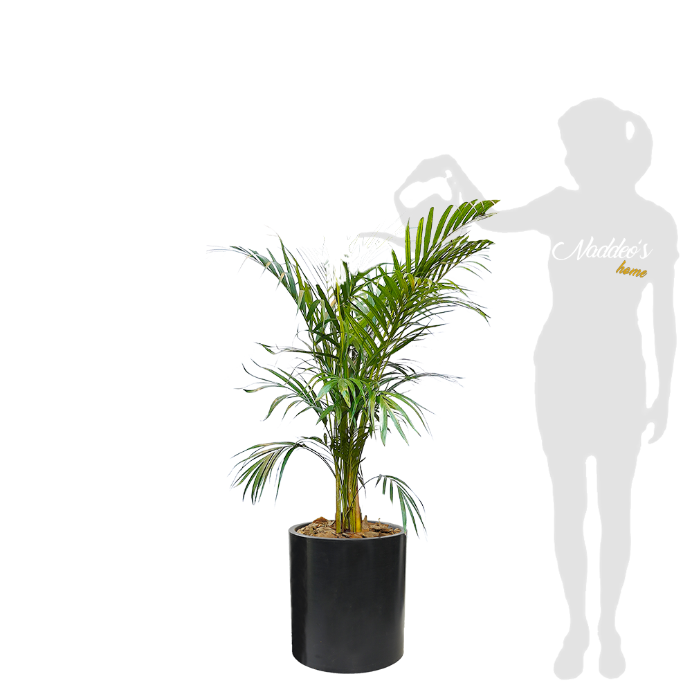 areca L en cilindro 30 negro
