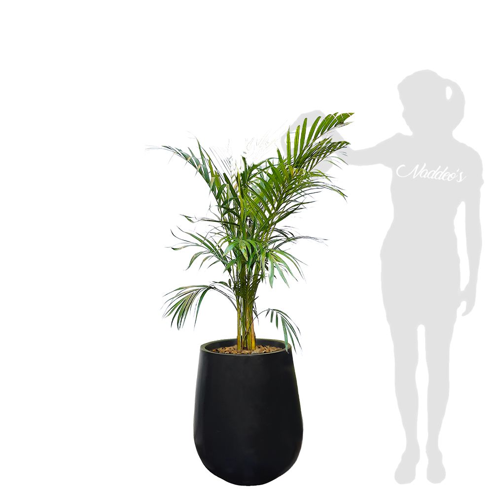 areca L en jarron negro