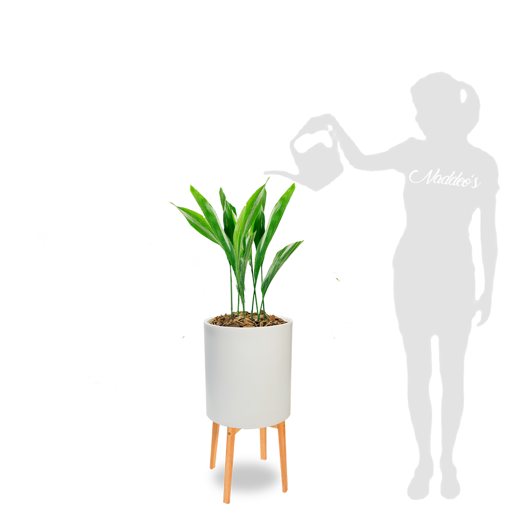 aspidistra x 2 cilindro 30 blanco con turquia