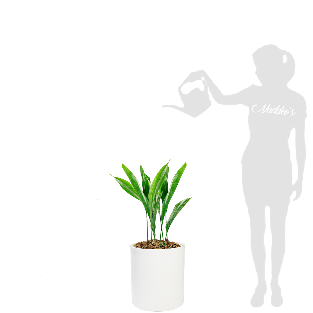 aspidistra x 2 cilindro 30 blanco