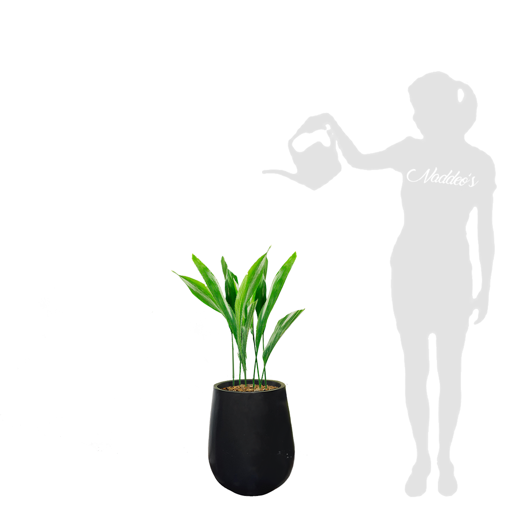 aspidistra x 2 en jarron 35 negro