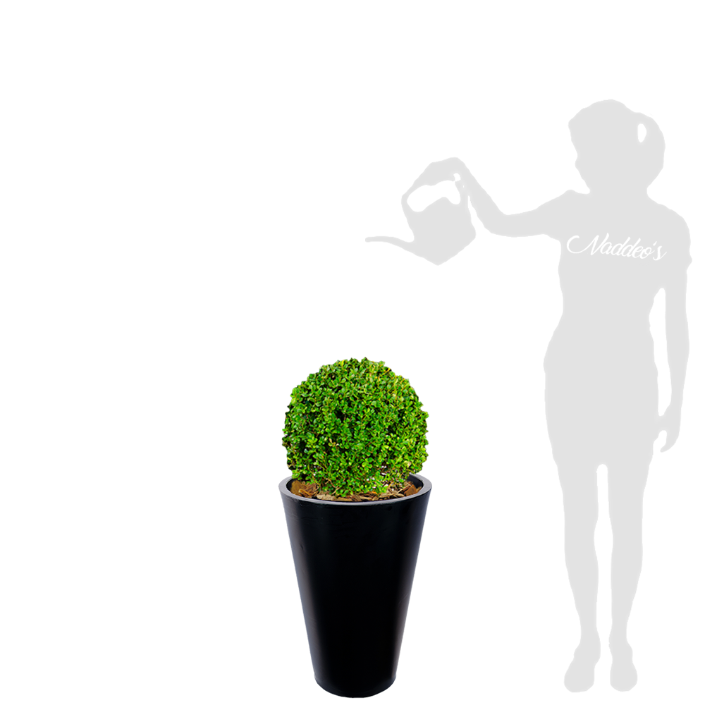 buxus L en cono 60 30 negro