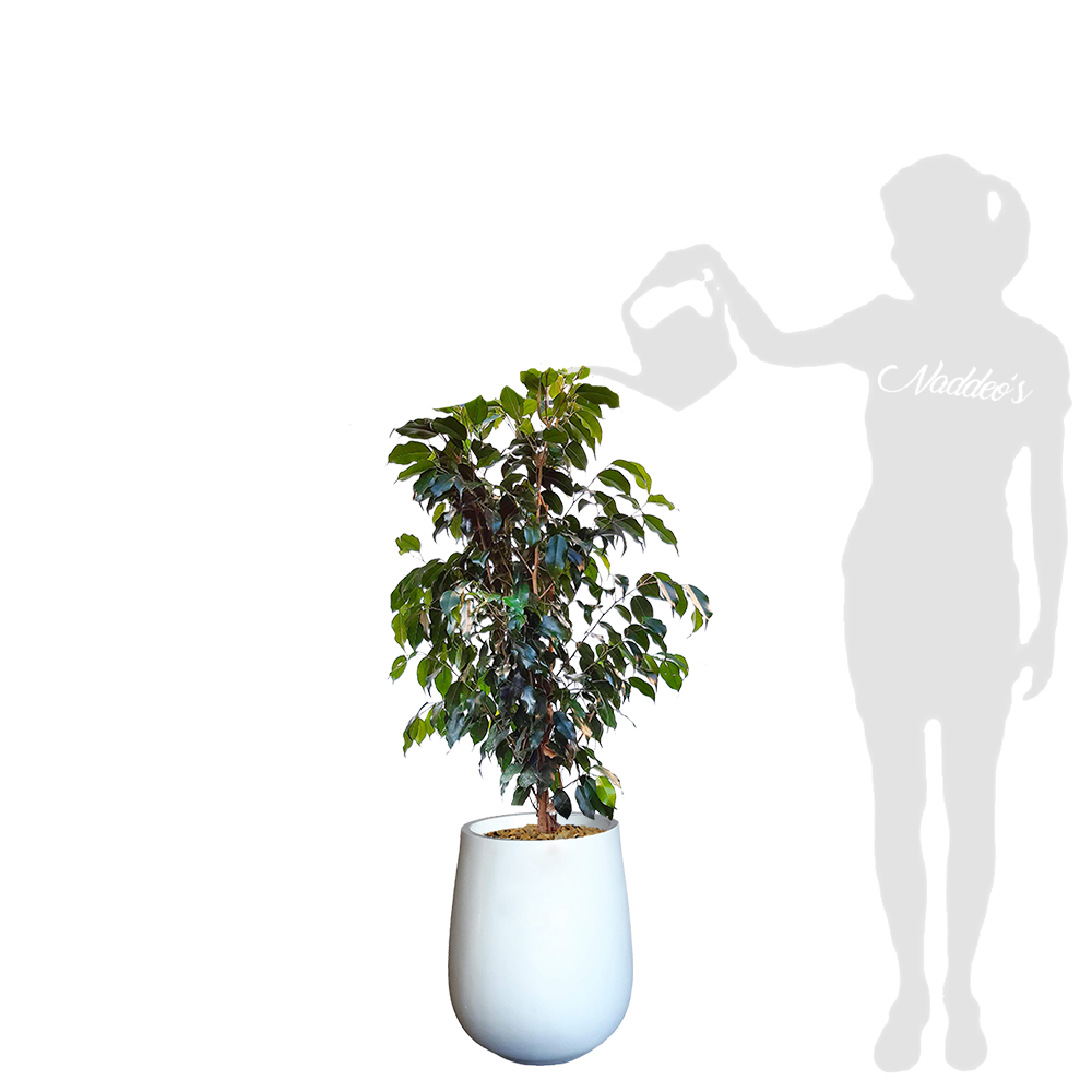 ficus L jarron 35 blanco