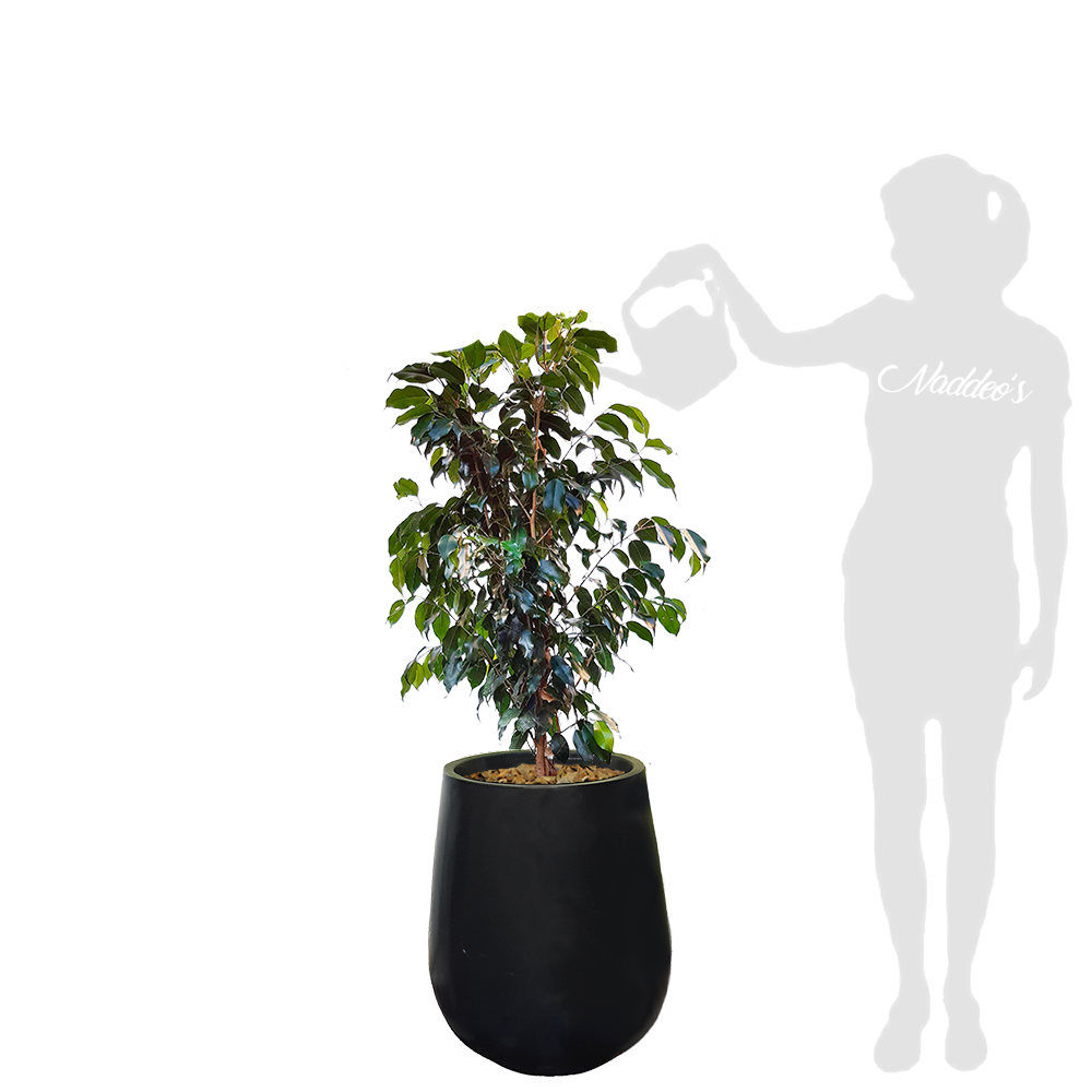 ficus L jarron 50 negro