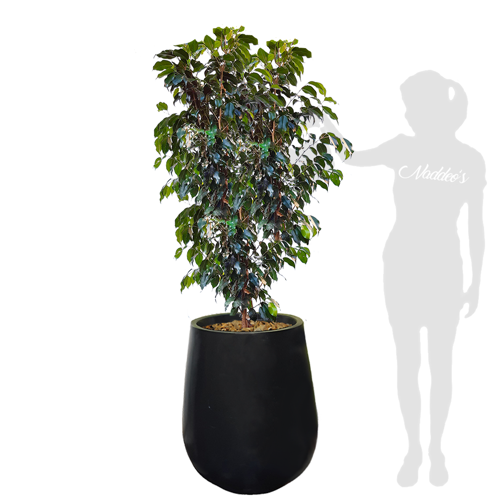 ficus arbolito XL en jarron 64 negro