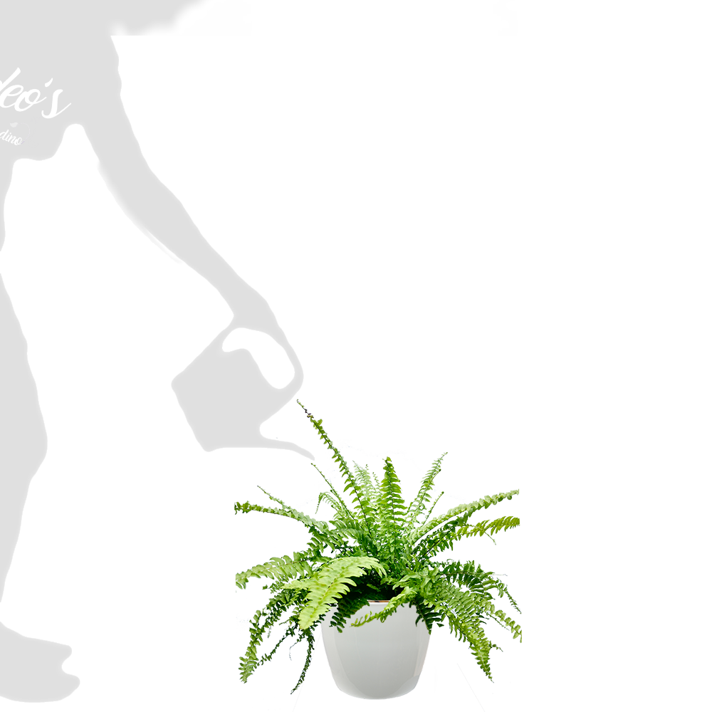 helecho m en premium 22 blanca