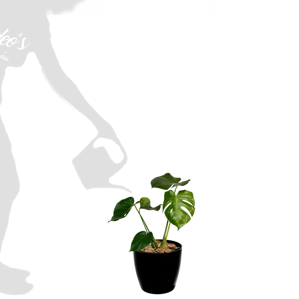 monstera M en premium 22 negra