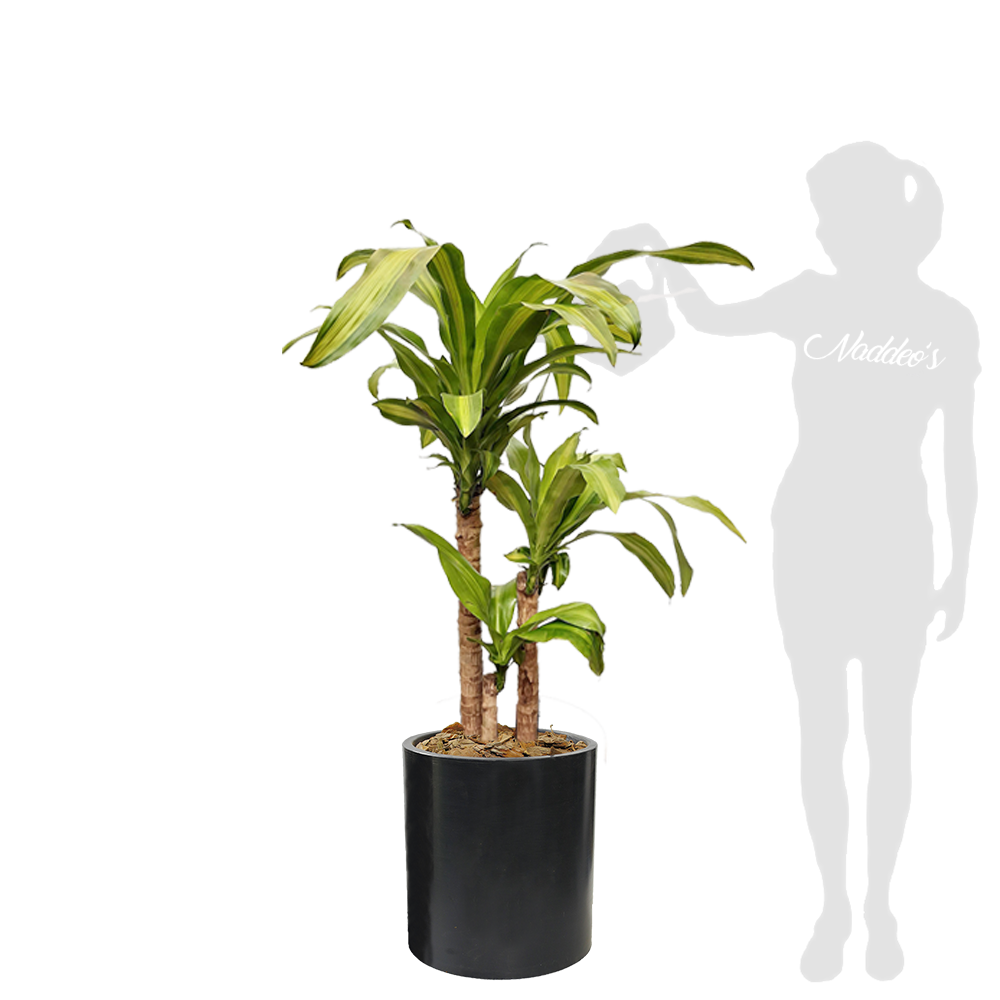 palo de agua XL en cilindro 40 negro